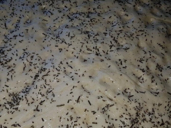 focaccia con rosmarino